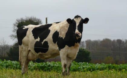 Vaches_1 Vaches_1