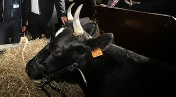 Fine, égérie du salon, incarne les qualités de cette vache mixte de petite taille, réputée pour sa robustesse, la richesse de son lait et le persillé de sa viande », atteste Cédric Briand, son propriétaire, éleveur à Redon en Ille-et-Vilaine