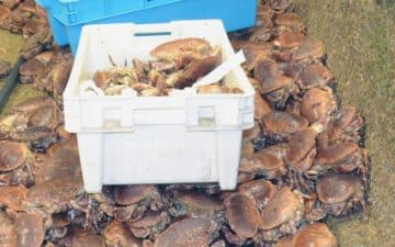 Pour développer son chiffre d’affaires, l'entreprise malouine shellfish (17 salariés-CA de 6 M€) s’est lancée en janvier 2016  sur le marché chinois du tourteau vivant.