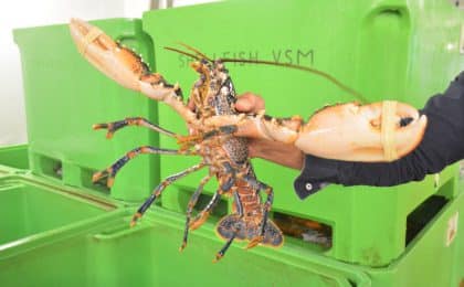 A Saint-Malo, Shellfish réalise 50% de ses approvisionnements au Royaume-Uni et exporte 15 % de sa marchandise en Europe mais aussi en Chine.