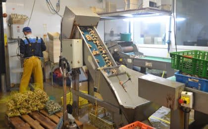 Shellfish, l'entreprise de mareyage, autrefois Les Viviers de Saint Malo,  réalise 50% de ses approvisionnements au Royaume-Uni