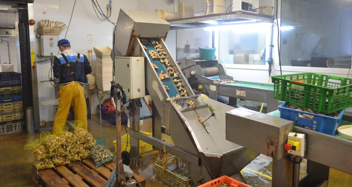 Shellfish, l'entreprise de mareyage, autrefois Les Viviers de Saint Malo,  réalise 50% de ses approvisionnements au Royaume-Uni