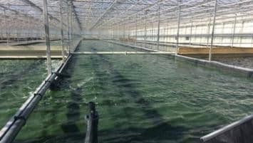 spiruline_1 spiruline_1