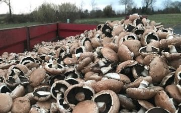 Ce sont près de 10 tonnes de champignons qui ont été jetées depuis le début des revendications,