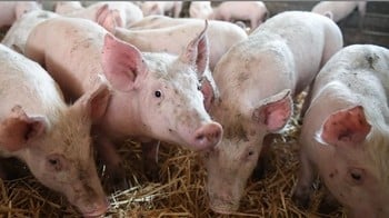 Depuis la confirmation de deux nouveaux cas de fièvre porcine africaine (FPA) sur des sangliers sauvages en Belgique, à proximité de la frontière, le 10 janvier dernier, le niveau de risque est aujourd’hui maximal.