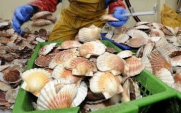 coquilles_saint-jacques_1 coquilles_saint-jacques_1