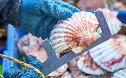 coquilles_saint-jacques_ coquilles_saint-jacques_