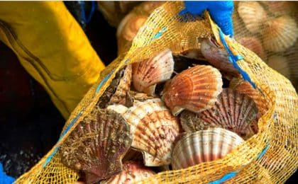 coquilles_saint-jacques coquilles_saint-jacques