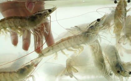 Des dizaines de tonnes de gambas seront produites chaque année au sein de Mangove 1 de