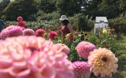 les_bottes_danemone_ferme_florale les_bottes_danemone_ferme_florale