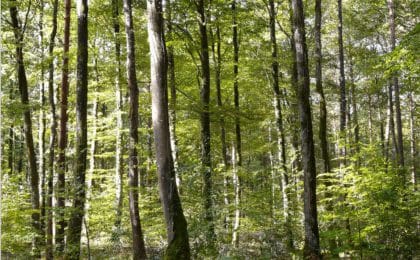 foret foret
