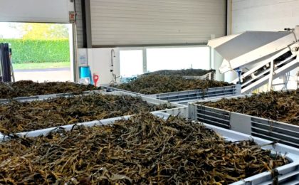 SeaSeaweed